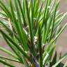 Fotografia 16 da espécie Pinus radiata do Jardim Botânico UTAD