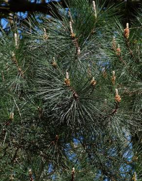 Fotografia 17 da espécie Pinus radiata no Jardim Botânico UTAD