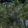 Fotografia 17 da espécie Pinus radiata do Jardim Botânico UTAD