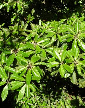 Fotografia 9 da espécie Pittosporum undulatum no Jardim Botânico UTAD