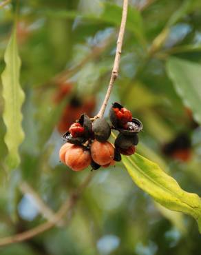 Fotografia 10 da espécie Pittosporum undulatum no Jardim Botânico UTAD