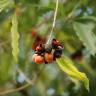 Fotografia 10 da espécie Pittosporum undulatum do Jardim Botânico UTAD