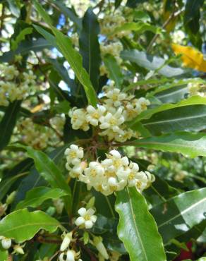 Fotografia 12 da espécie Pittosporum undulatum no Jardim Botânico UTAD