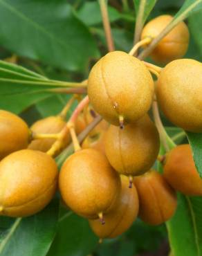 Fotografia 13 da espécie Pittosporum undulatum no Jardim Botânico UTAD