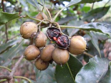 Fotografia da espécie Pittosporum undulatum