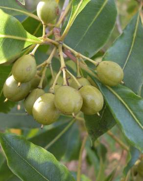 Fotografia 15 da espécie Pittosporum undulatum no Jardim Botânico UTAD