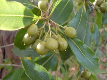 Fotografia da espécie Pittosporum undulatum