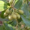 Fotografia 15 da espécie Pittosporum undulatum do Jardim Botânico UTAD