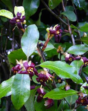 Fotografia 4 da espécie Pittosporum tenuifolium no Jardim Botânico UTAD