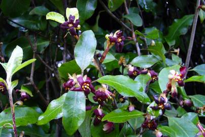 Fotografia da espécie Pittosporum tenuifolium