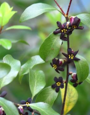 Fotografia 5 da espécie Pittosporum tenuifolium no Jardim Botânico UTAD