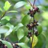 Fotografia 5 da espécie Pittosporum tenuifolium do Jardim Botânico UTAD