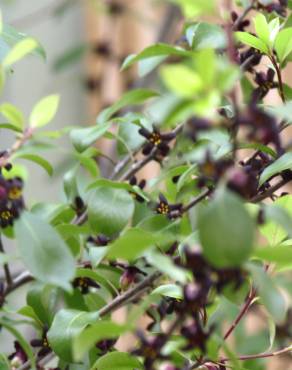 Fotografia 6 da espécie Pittosporum tenuifolium no Jardim Botânico UTAD