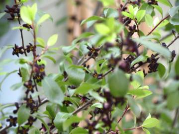 Fotografia da espécie Pittosporum tenuifolium