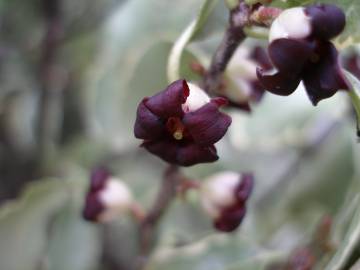 Fotografia da espécie Pittosporum tenuifolium