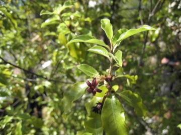 Fotografia da espécie Pittosporum tenuifolium