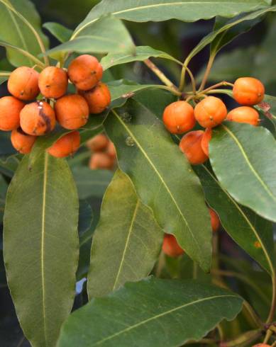 Fotografia de capa Pittosporum undulatum - do Jardim Botânico