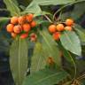 Fotografia 1 da espécie Pittosporum undulatum do Jardim Botânico UTAD