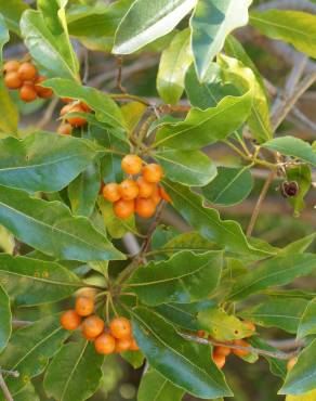 Fotografia 16 da espécie Pittosporum undulatum no Jardim Botânico UTAD