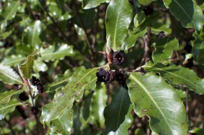 Fotografia da espécie Pittosporum tenuifolium