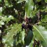 Fotografia 12 da espécie Pittosporum tenuifolium do Jardim Botânico UTAD