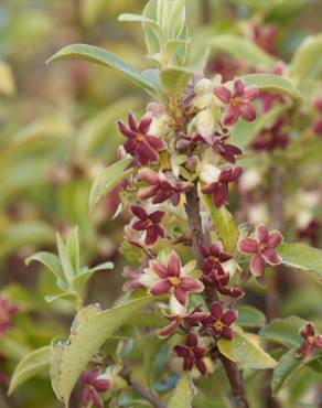 Fotografia 13 da espécie Pittosporum tenuifolium no Jardim Botânico UTAD