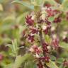 Fotografia 13 da espécie Pittosporum tenuifolium do Jardim Botânico UTAD