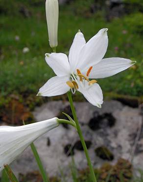 Fotografia 5 da espécie Paradisea liliastrum no Jardim Botânico UTAD