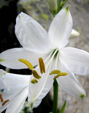 Fotografia 7 da espécie Paradisea liliastrum no Jardim Botânico UTAD