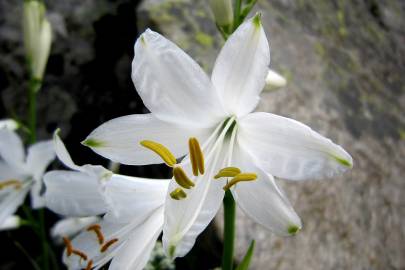 Fotografia da espécie Paradisea liliastrum