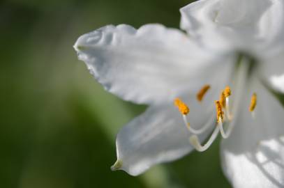 Fotografia da espécie Paradisea liliastrum