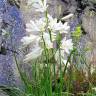 Fotografia 20 da espécie Paradisea liliastrum do Jardim Botânico UTAD