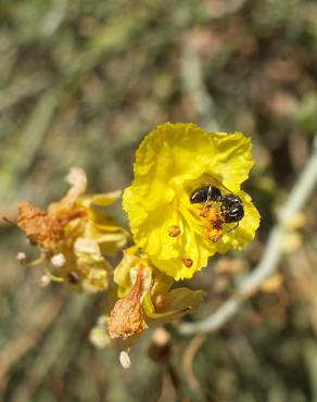 Fotografia 6 da espécie Parkinsonia aculeata no Jardim Botânico UTAD