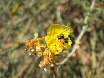 Fotografia da espécie Parkinsonia aculeata