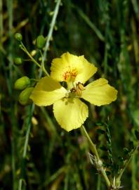 Fotografia da espécie Parkinsonia aculeata