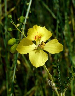 Fotografia 7 da espécie Parkinsonia aculeata no Jardim Botânico UTAD