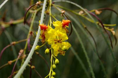 Fotografia da espécie Parkinsonia aculeata