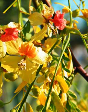 Fotografia 9 da espécie Parkinsonia aculeata no Jardim Botânico UTAD