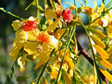 Fotografia da espécie Parkinsonia aculeata