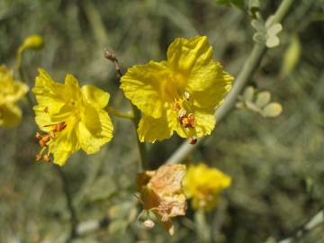 Fotografia da espécie Parkinsonia aculeata