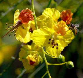 Fotografia da espécie Parkinsonia aculeata