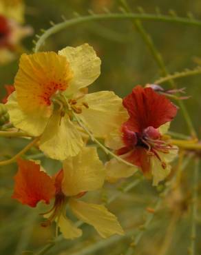 Fotografia 12 da espécie Parkinsonia aculeata no Jardim Botânico UTAD