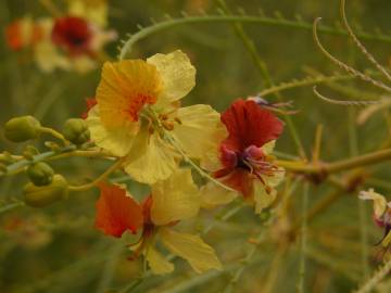 Fotografia da espécie Parkinsonia aculeata