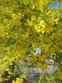 Fotografia da espécie Parkinsonia aculeata