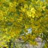 Fotografia 13 da espécie Parkinsonia aculeata do Jardim Botânico UTAD