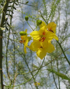 Fotografia 14 da espécie Parkinsonia aculeata no Jardim Botânico UTAD