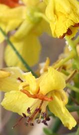 Fotografia da espécie Parkinsonia aculeata