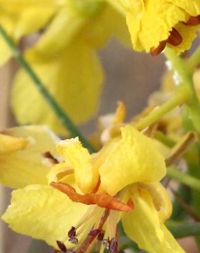 Fotografia 15 da espécie Parkinsonia aculeata no Jardim Botânico UTAD