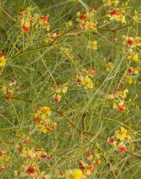 Fotografia 16 da espécie Parkinsonia aculeata no Jardim Botânico UTAD