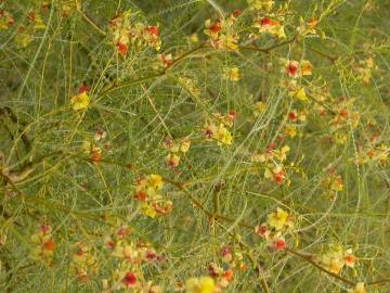 Fotografia da espécie Parkinsonia aculeata